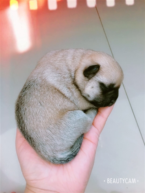 中华田园犬，一个月了，会吃狗粮了，公母都有，找爱心人！有想要的给个三十五十的精心照顾钱，公母都有，欢...